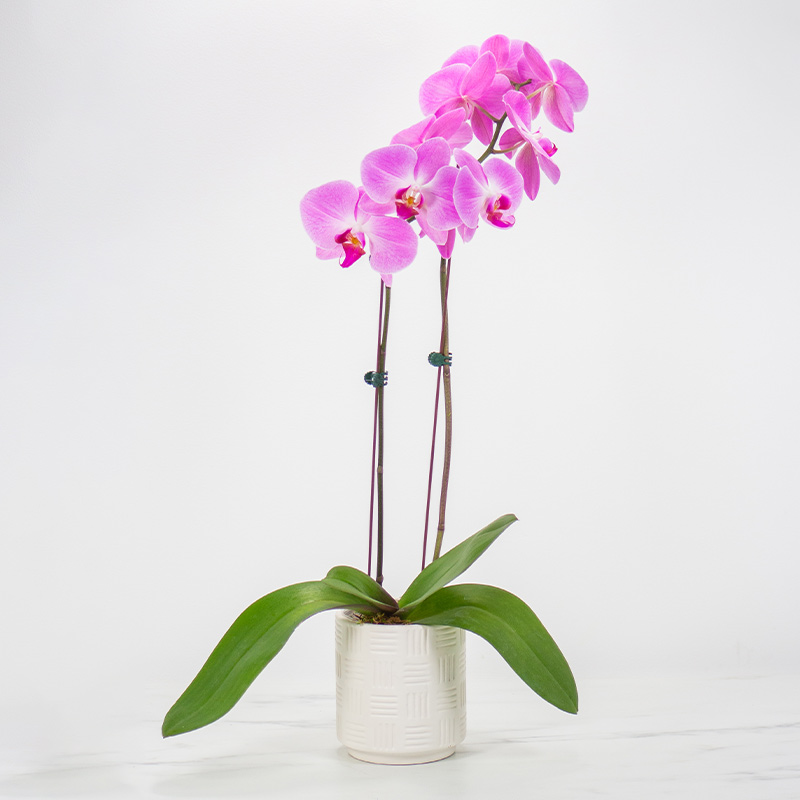 4in-Orchid-Plant