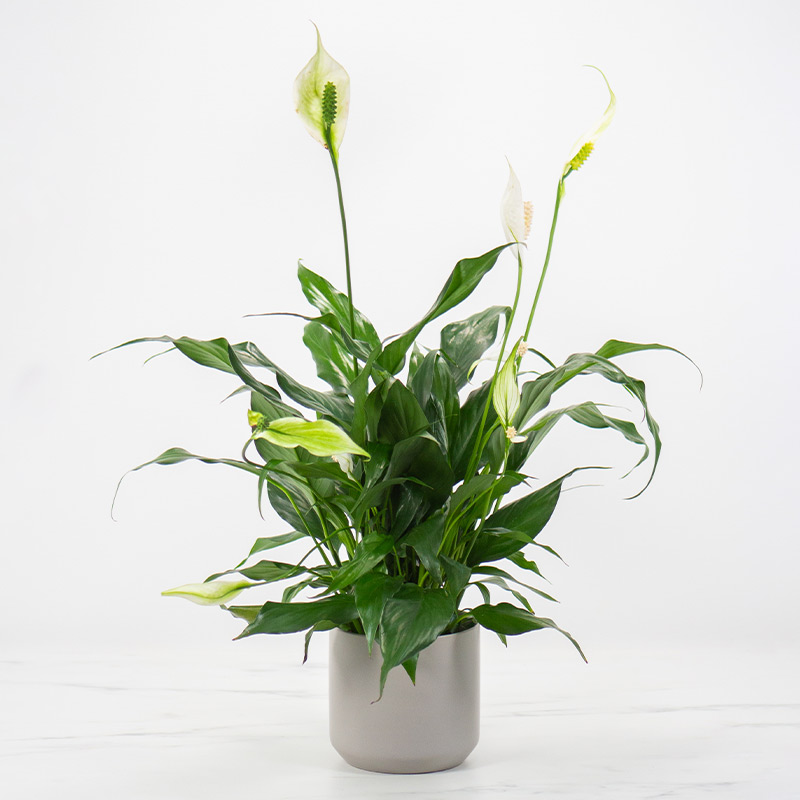 4in-Peace-Lily