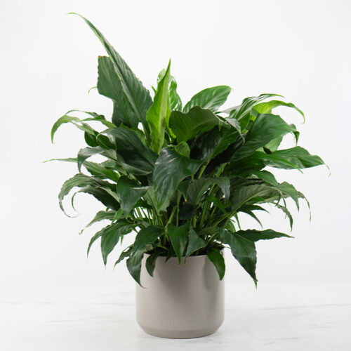 6in-Peace-Lily