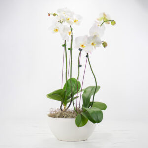 Double-Orchid-Plant