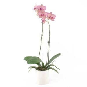4" Orchid