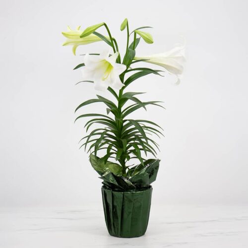 White Easter Lily