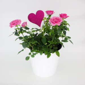 6 inch pink mini rose bush with heart pick
