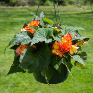 Begonia-Nonstop-Hanging-Basket