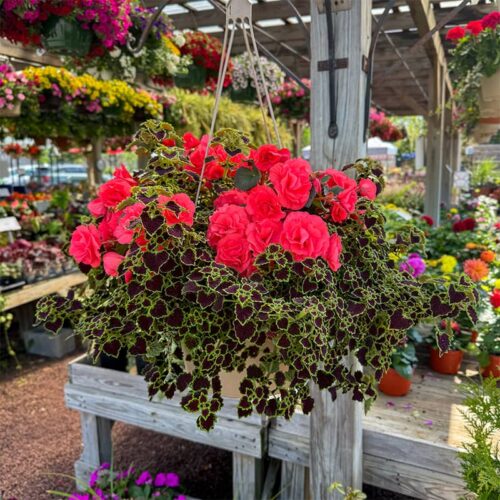 Shade Annuals Hanging Basket