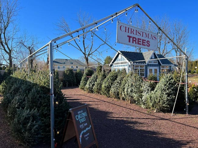 Two rows of freshly cut Christmas trees sit under an awning with lights. There is a sign that says "Christmas Trees" hanging above.
