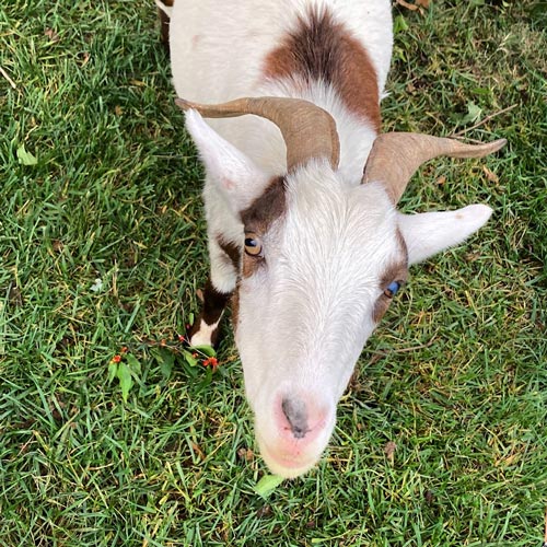 A white and brown goat stands in the grass outside the store.