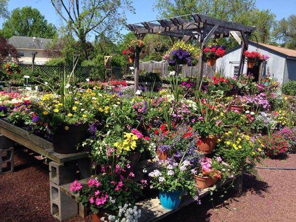 An image of the Matlack Garden Center. A gray shed sits in the top right corner. In the center of the frame is a brown wooden pergola. Surrounding the pergola as dozens of potted plants in a variety of bright colors.
