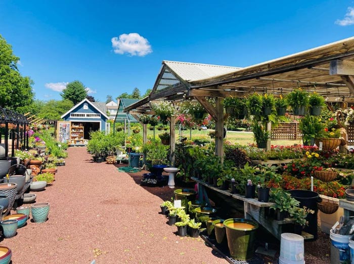 An image of the Matlack Garden Center. On the left is a blue shed with a gravel path leading to it. One the right is a covered area with dozens of potted plants for sale.