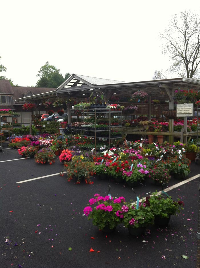 An image of the Matlack Garden Center in 2012. In the background is a large covered area filled with brightly colored plants. In the foreground is many brightly colored plants sitting on the ground in the parking lot.