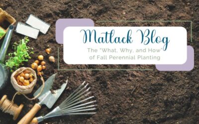 The “What, Why, and How” of Fall Perennial Planting