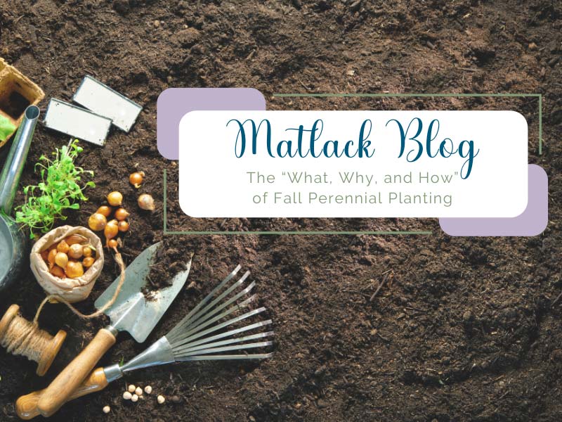 The “What, Why, and How” of Fall Perennial Planting