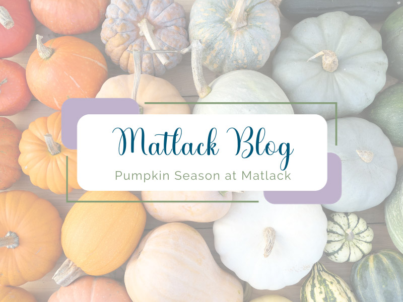 Pumpkin Season at Matlack