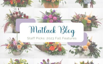 Staff Picks: 2023 Fall Features