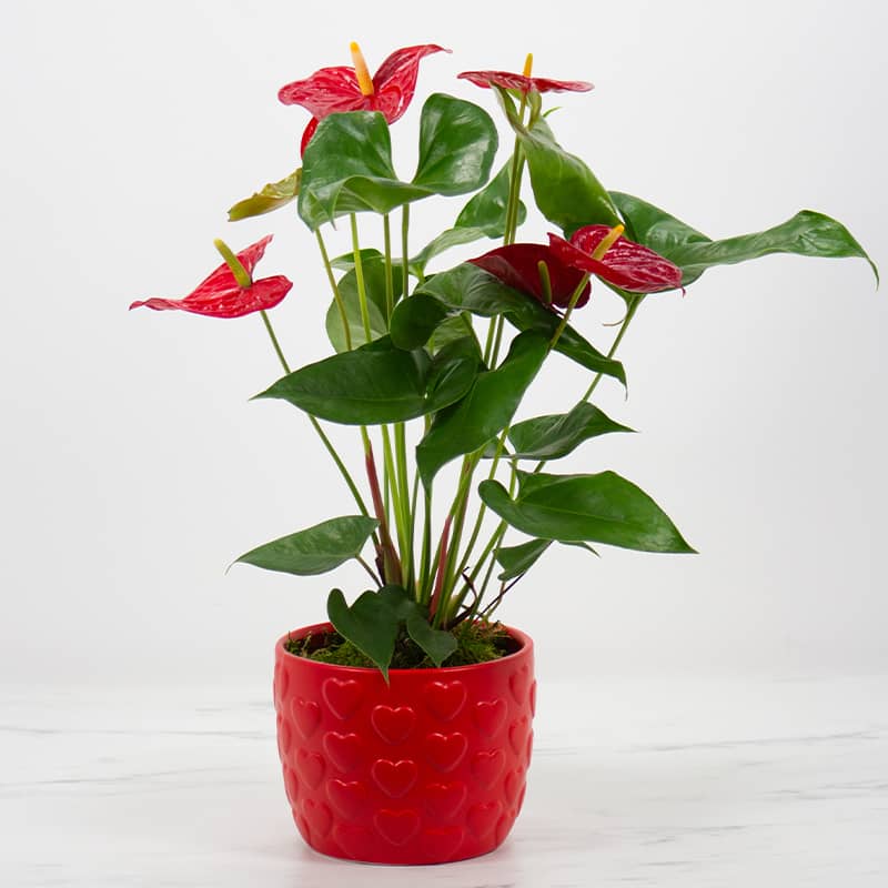 Valentine's Anthurium Plant - Matlack Florist
