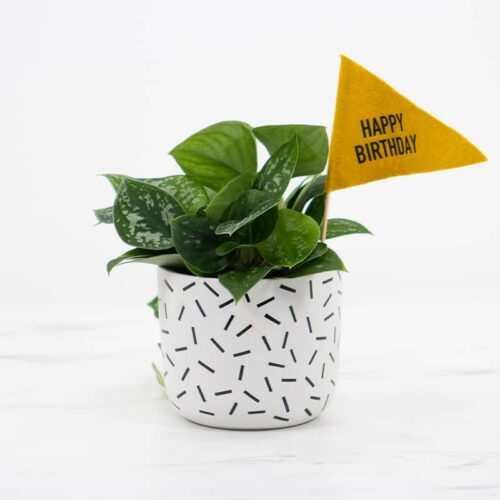 White Birthday Plant